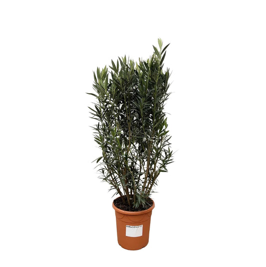 Nerium oleander Strauch – 180 cm – Ø40 - Botanic-Vibes
