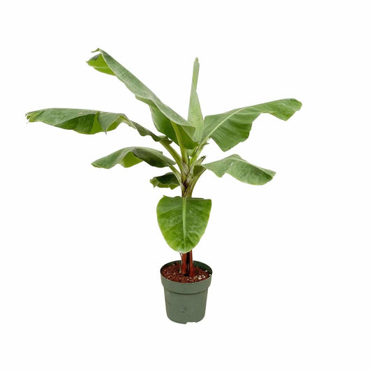 Bananenpflanze (Musa) – 170 cm – ø30 - Botanic-Vibes