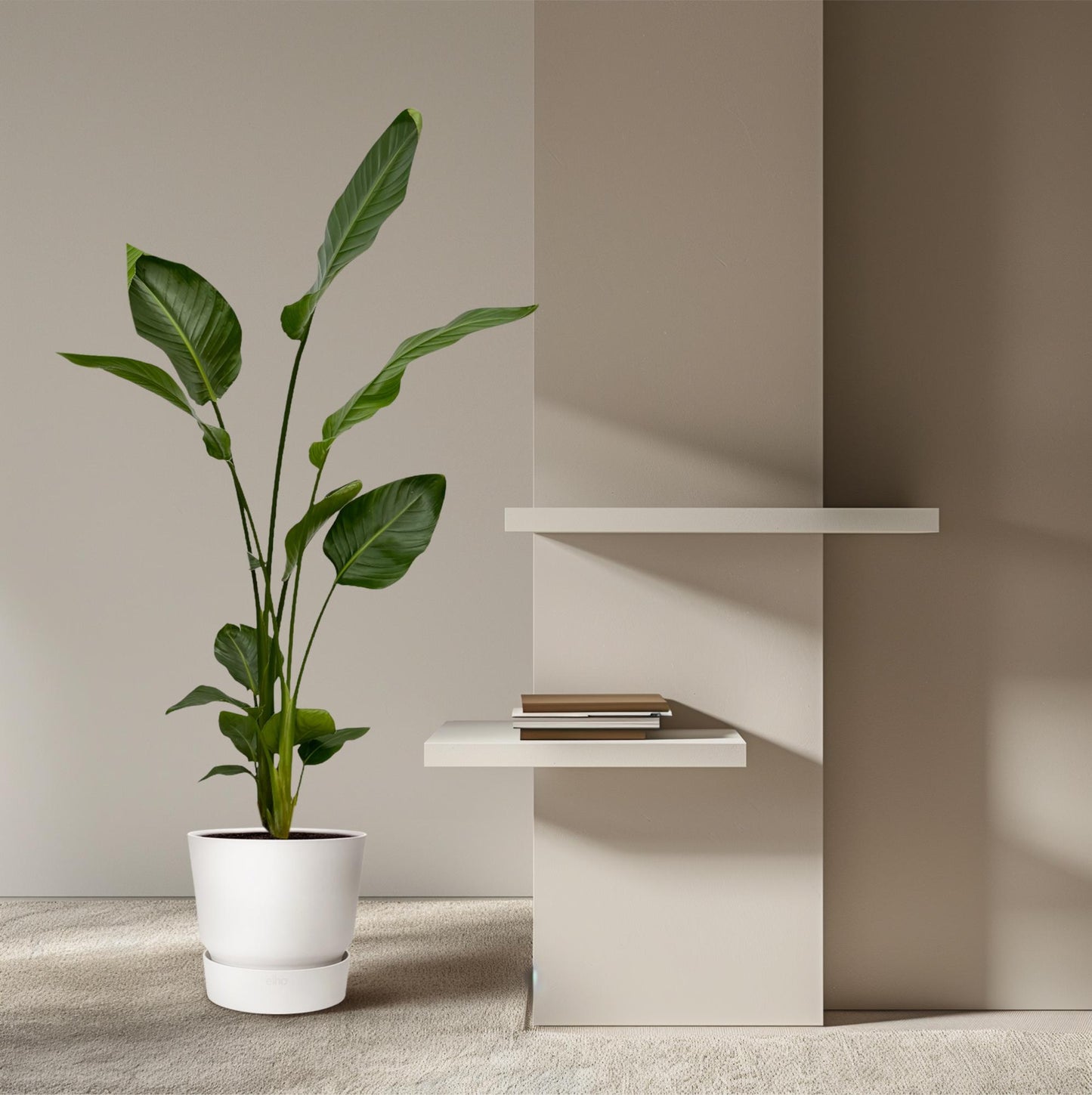 2x Strelitzia nicolai – 130 cm – Ø17