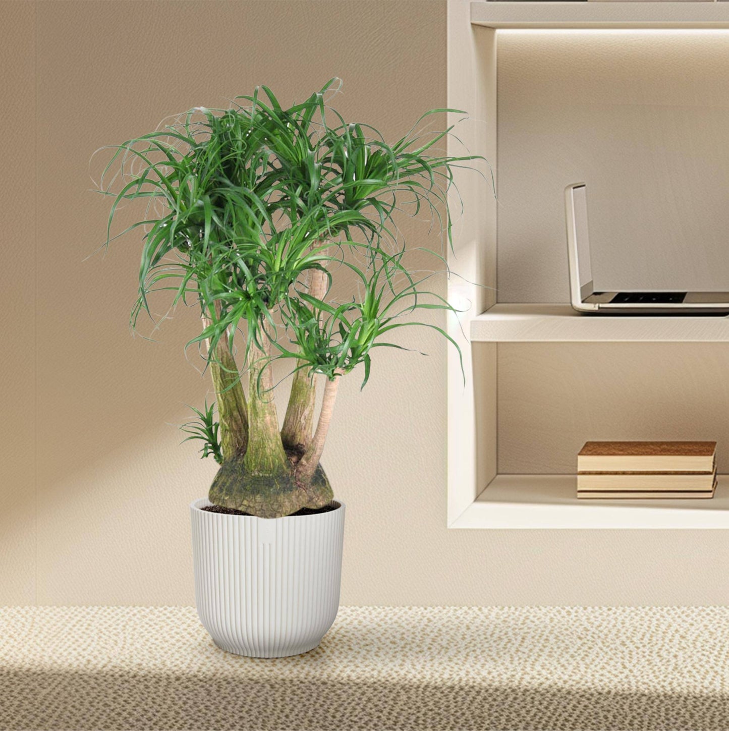 Beaucarnea verzweigt – 110 cm – ø41 - Botanic-Vibes