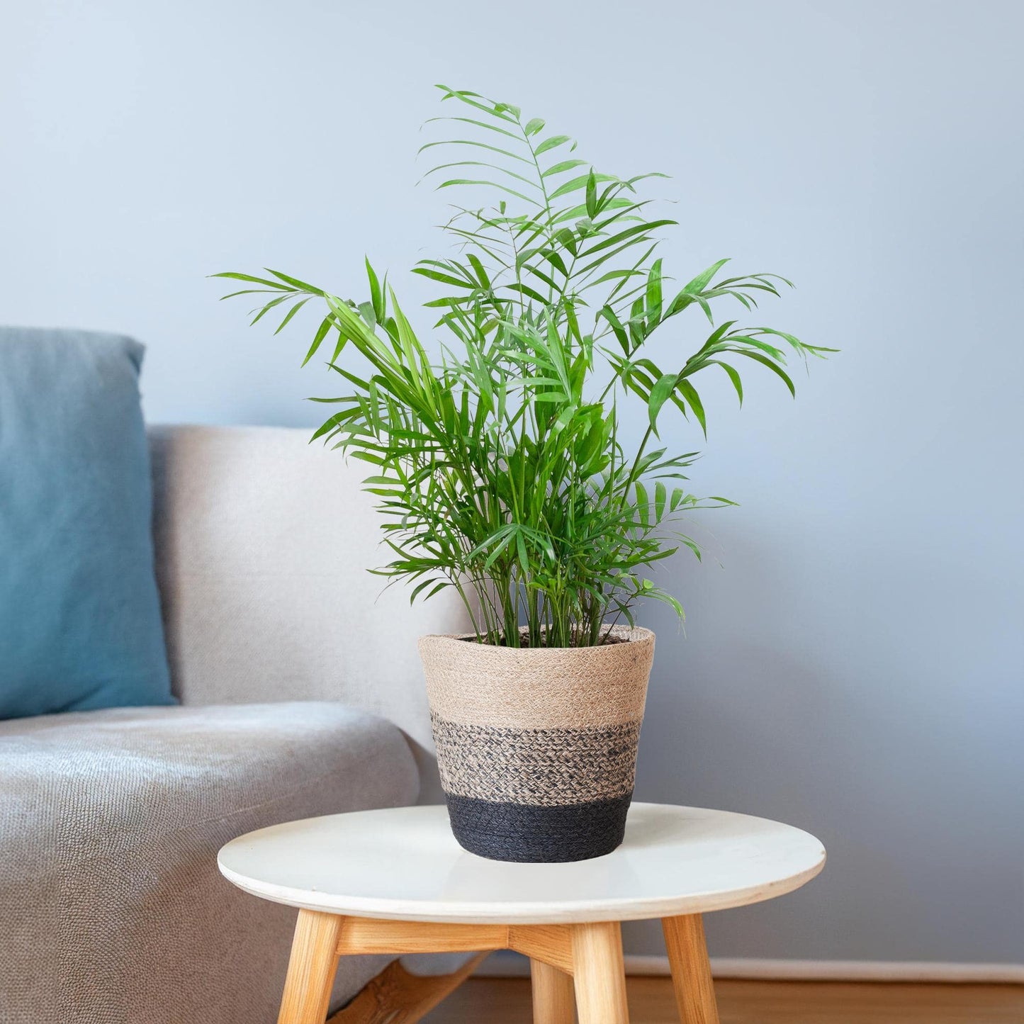 Chamadorea Elegans met Mand Lissabon Schwarz - 55cm - Ø17 - Botanic-Vibes