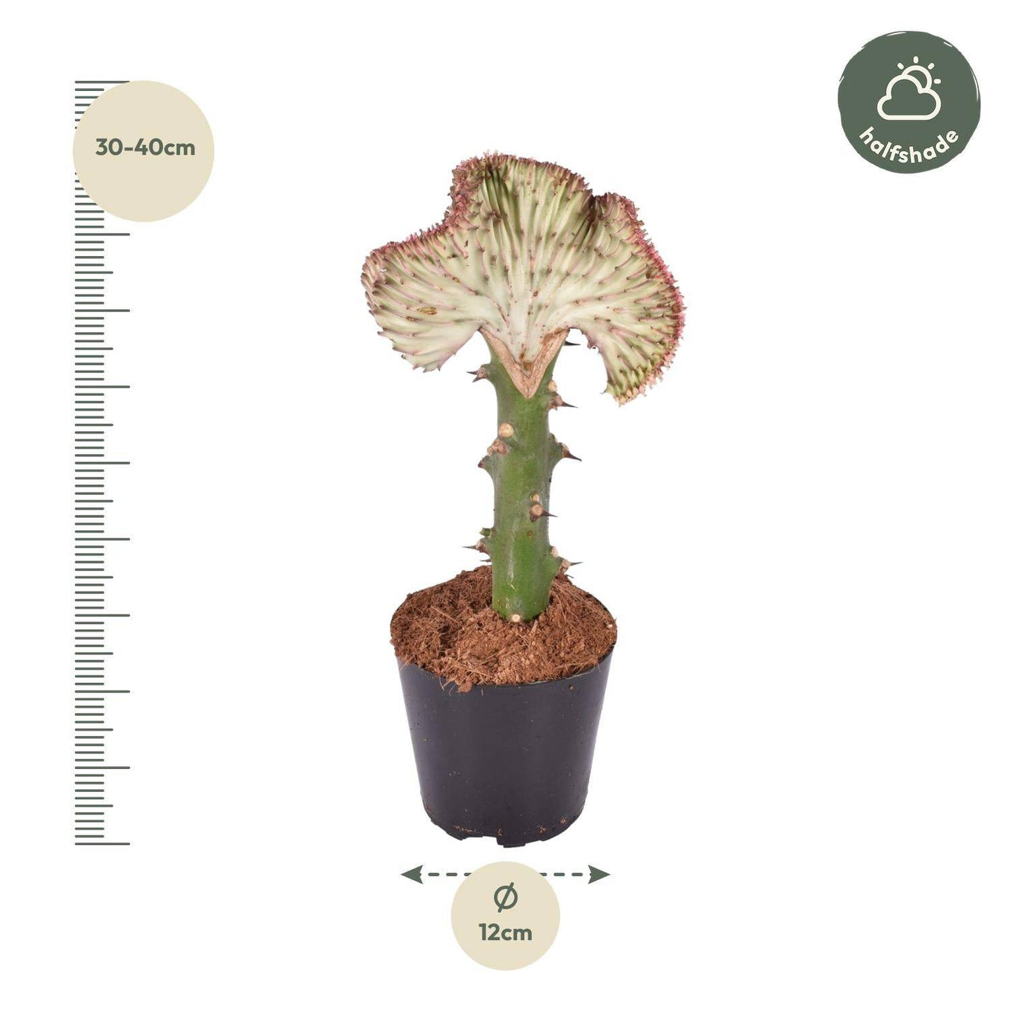 Euphorbia lactea cristata rot – 35 cm – Ø12 - Botanic-Vibes