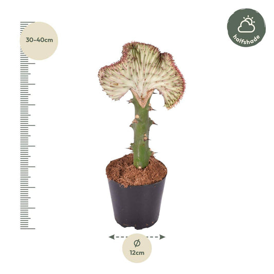 Euphorbia lactea cristata rot – 35 cm – Ø12 - Botanic-Vibes