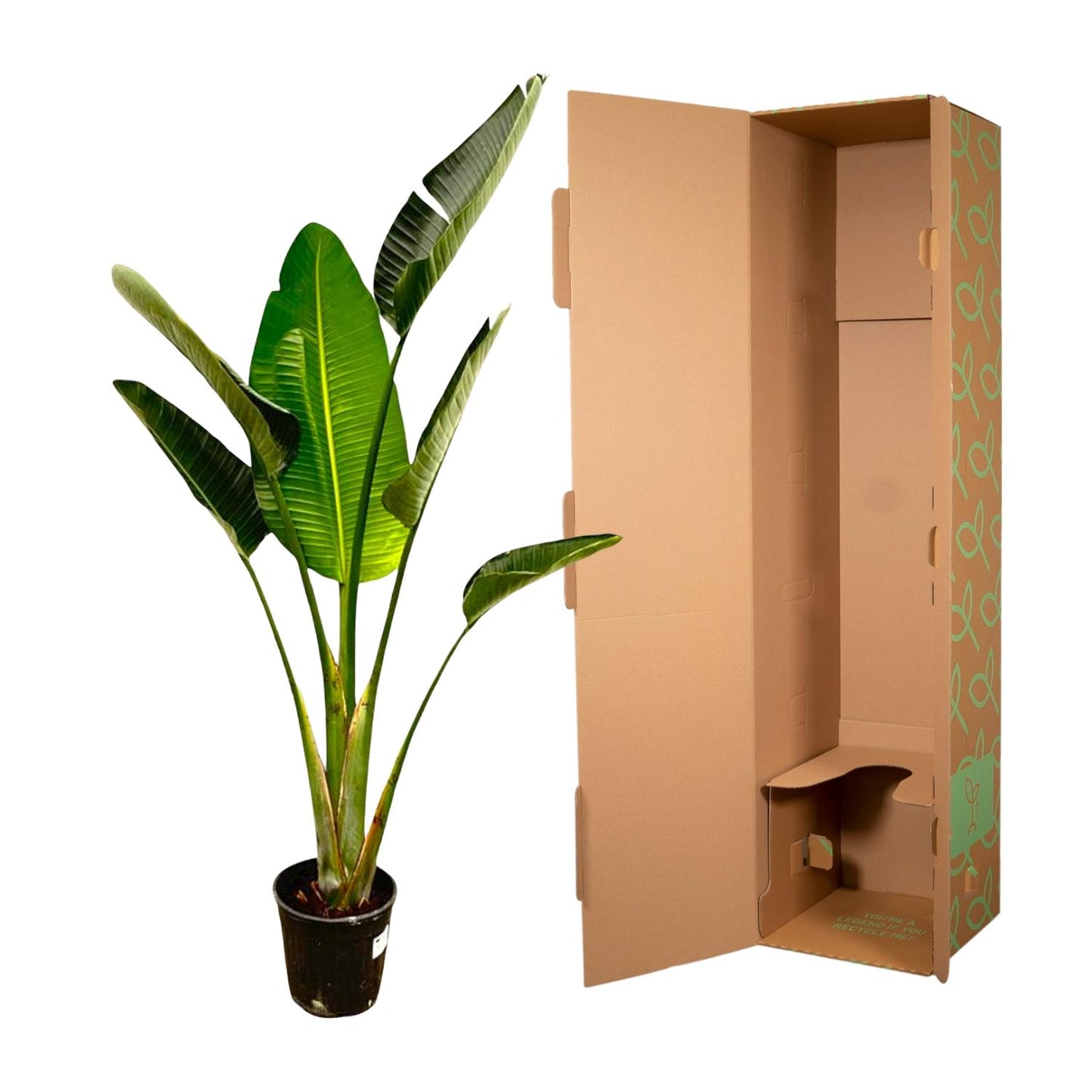 Strelitzia augusta – 180cm – Ø30