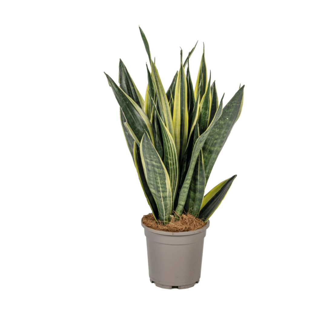 Sansevieria Trifasciata Canary Ø17cm - ↕45 - 55cm - Botanic-Vibes