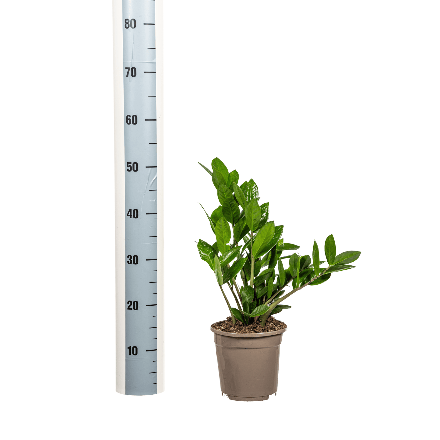 Zamioculcas Zamiifolia Ø17cm - ↕40-50cm - Botanic-Vibes
