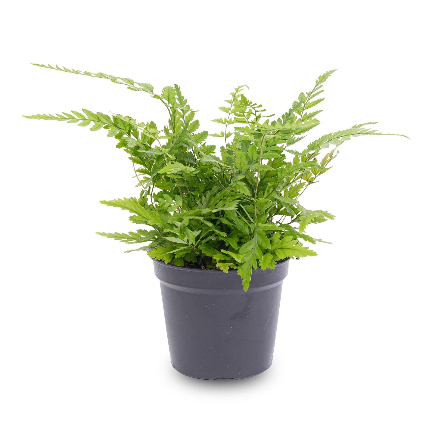 Varen – Athyrium spicatum – Terrarienpflanze – Topfgröße 6