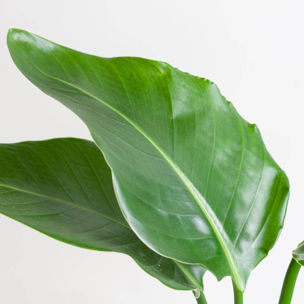 Strelitzia Nicolai met Lissabon mand wit - 80cm - Ø19 - Botanic-Vibes