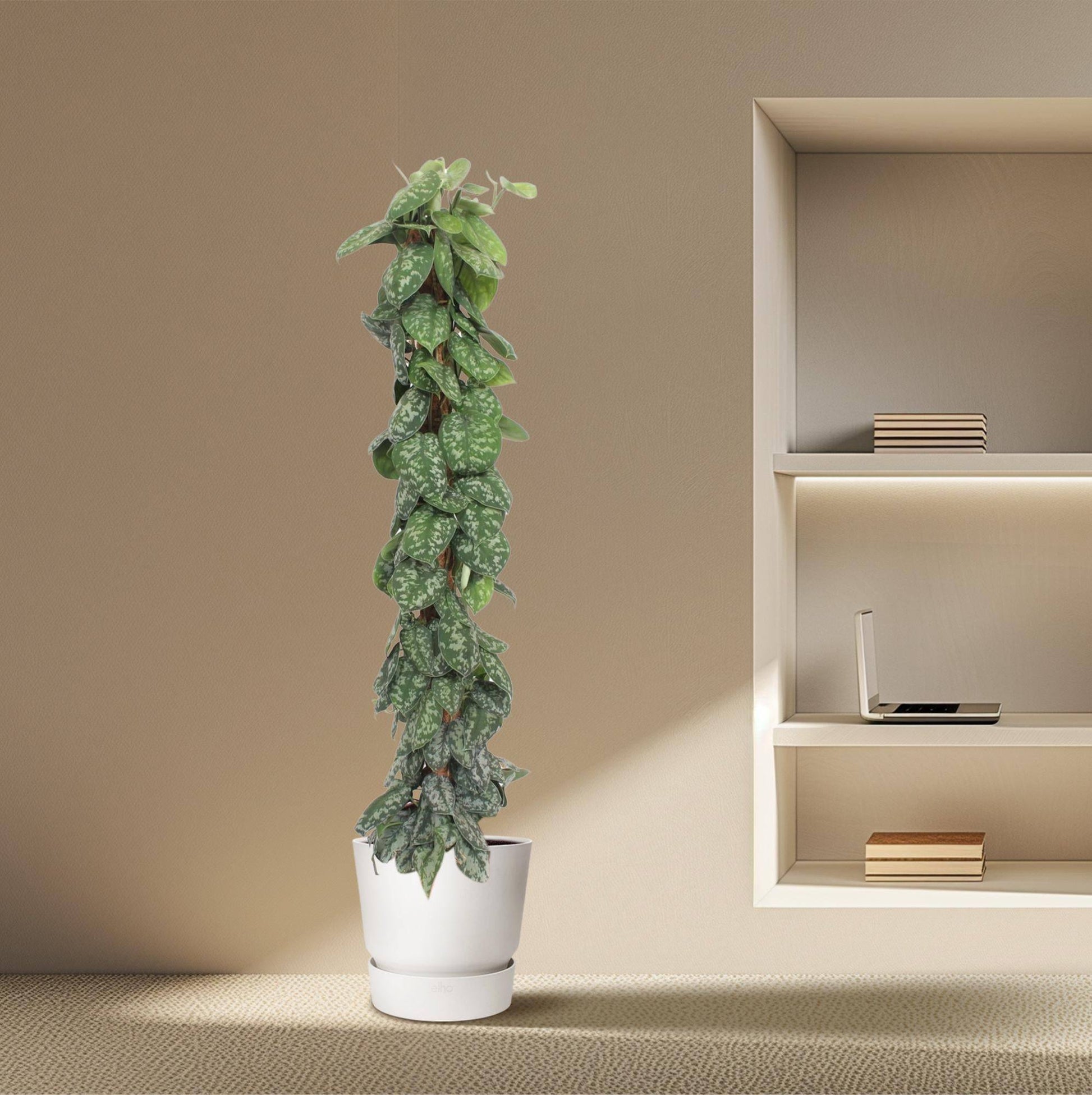 Scindapsus pictus Trebie – mit Moosstab – 160 cm – Ø30 - Botanic-Vibes