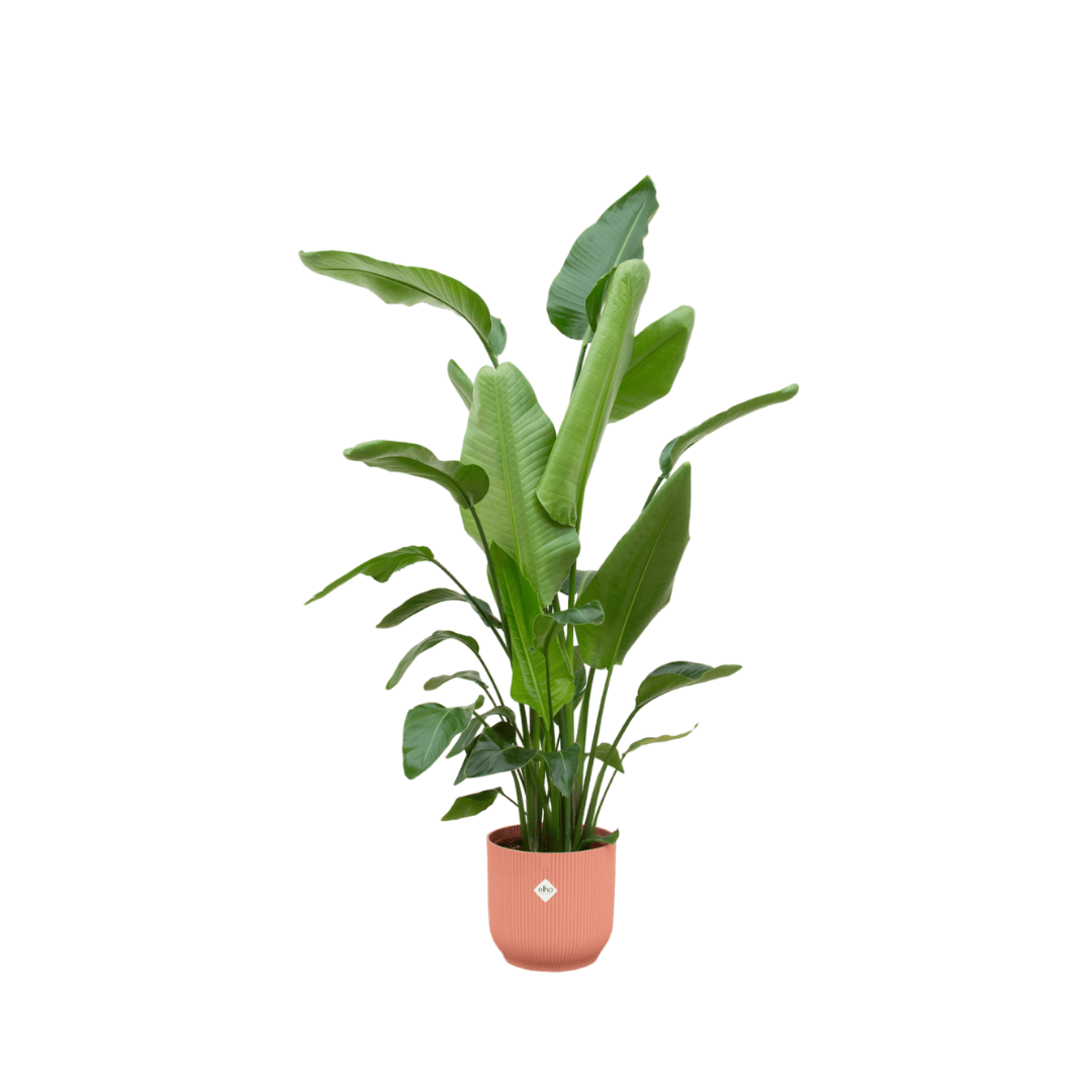 Combi deal - Strelitzia nicolai inklusive elho Vibes Fold Round Rosa Ø30 – 180 cm - Botanic-Vibes
