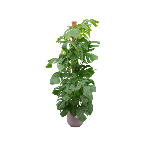 Combi deal - Monstera pertusum XL inklusive elho Jazz Round Lila Ø26 – 150 cm - Botanic-Vibes