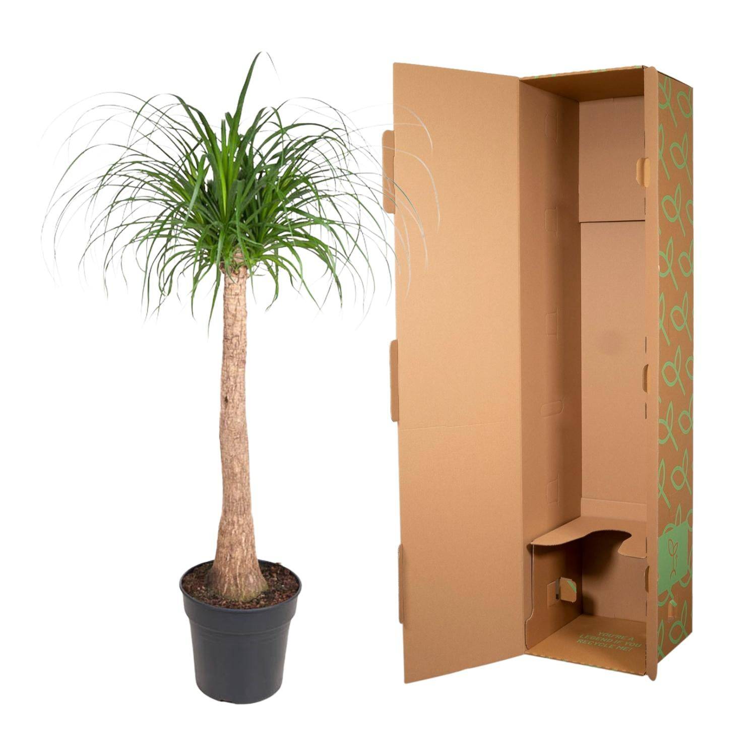 Beaucarnea Stamm – 120 cm – ø32 - Botanic-Vibes