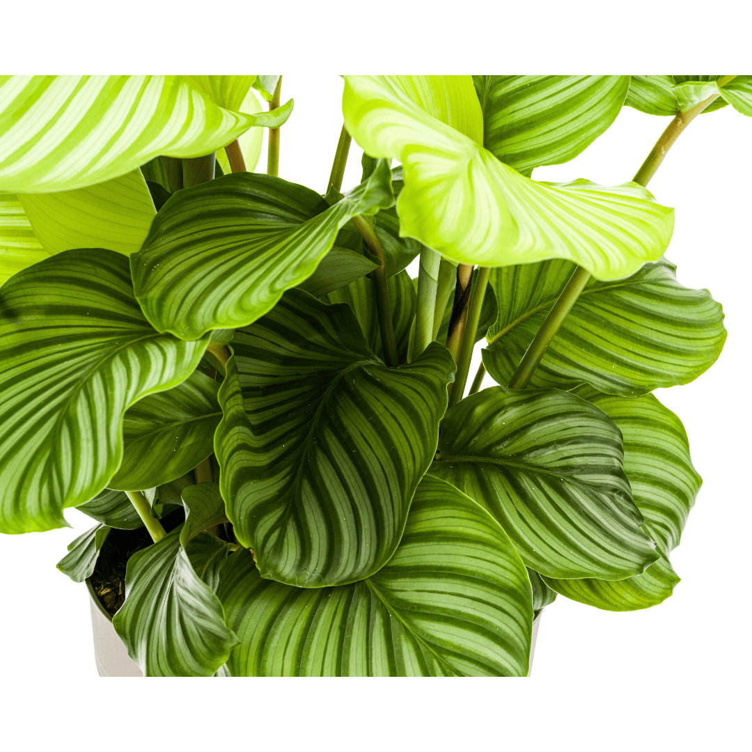 Calathea Orbifolia Ø27cm - ↕70 - 90cm - Botanic-Vibes