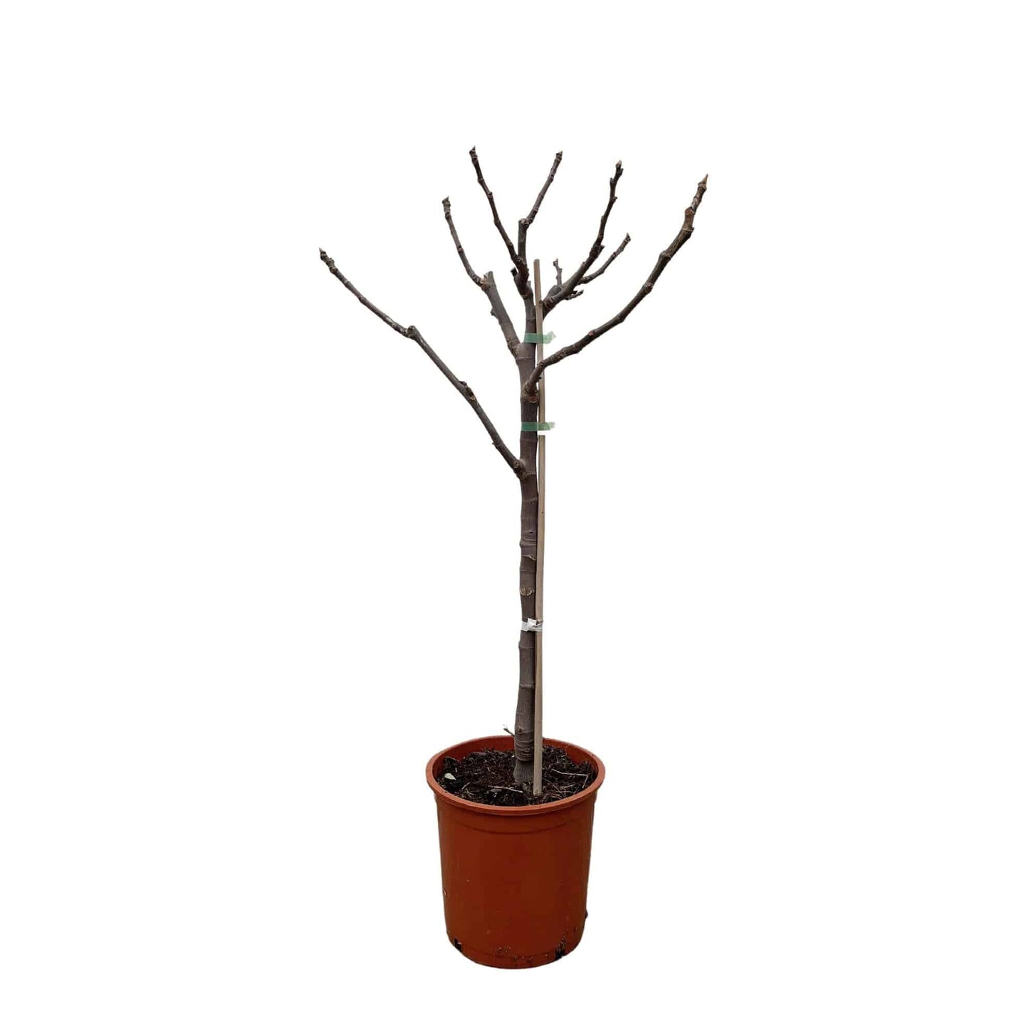 Ficus carica auf Stamm – 100 cm – Ø20 - Botanic-Vibes