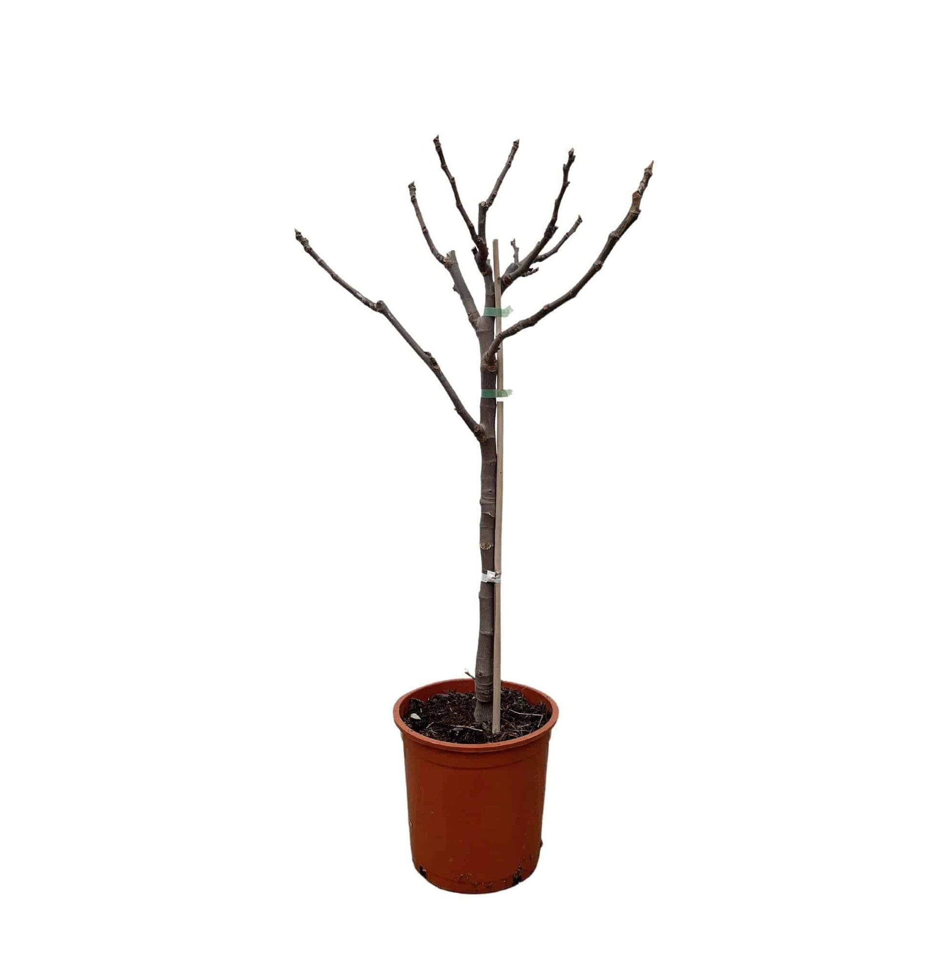 Ficus carica auf Stamm – 100 cm – Ø20 - Botanic-Vibes