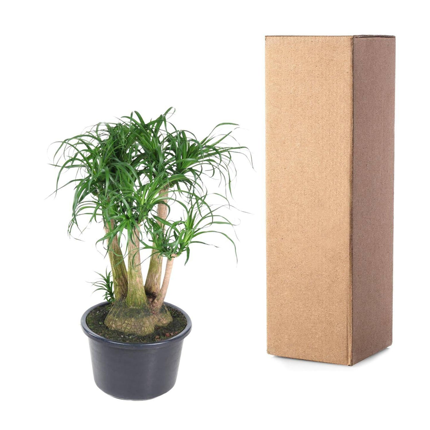 Beaucarnea verzweigt – 110 cm – ø41 - Botanic-Vibes