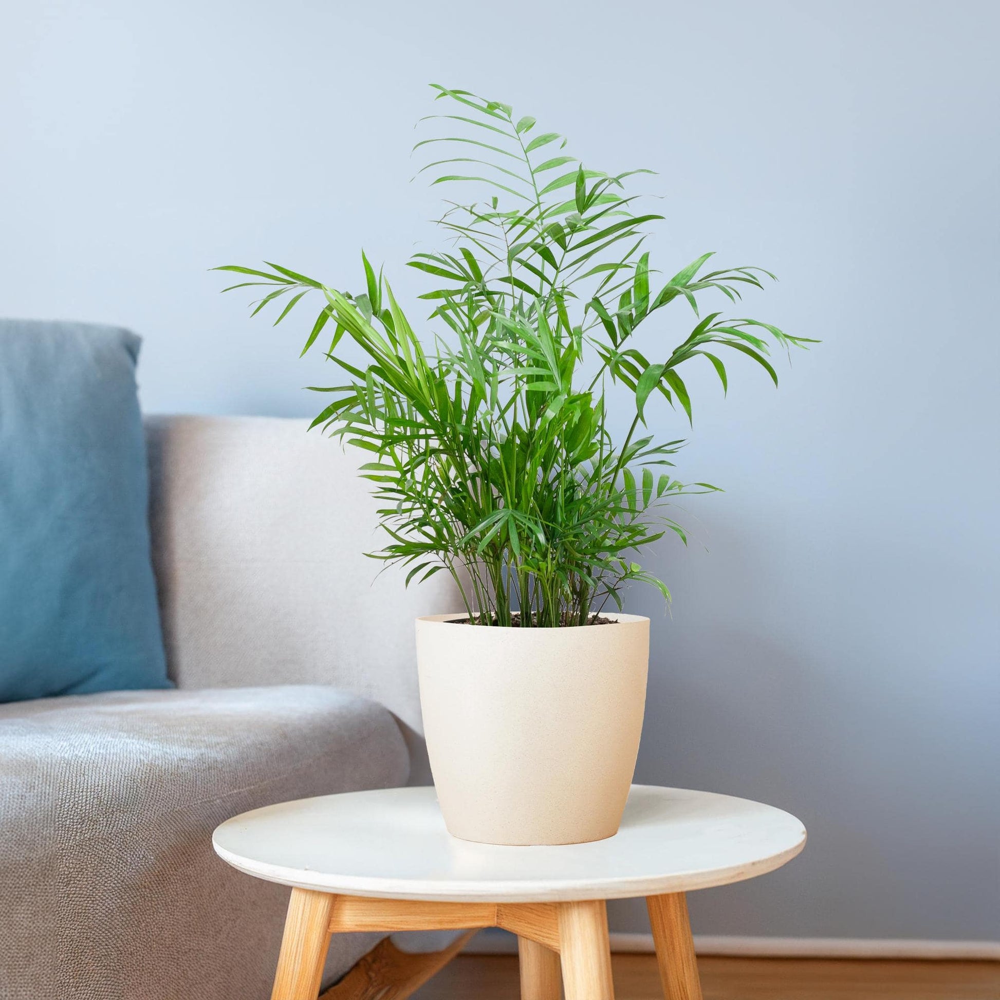 Chamadorea Elegans mit Viber weiß - 55cm - Ø17 - Botanic-Vibes