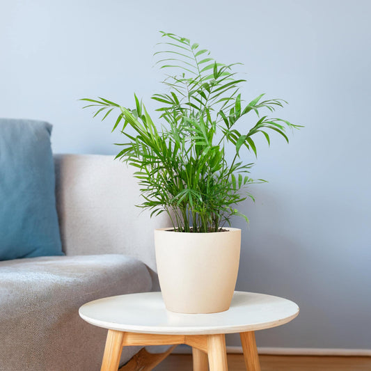 Chamadorea Elegans mit Viber weiß - 55cm - Ø17 - Botanic-Vibes