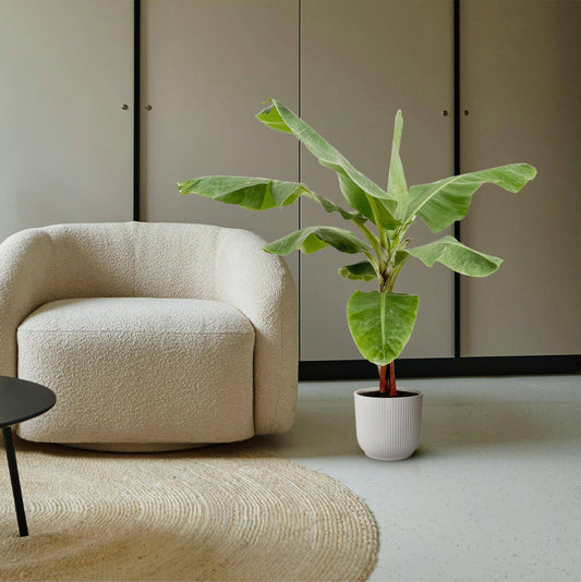 Bananenpflanze (Musa) – 170 cm – ø30 - Botanic-Vibes