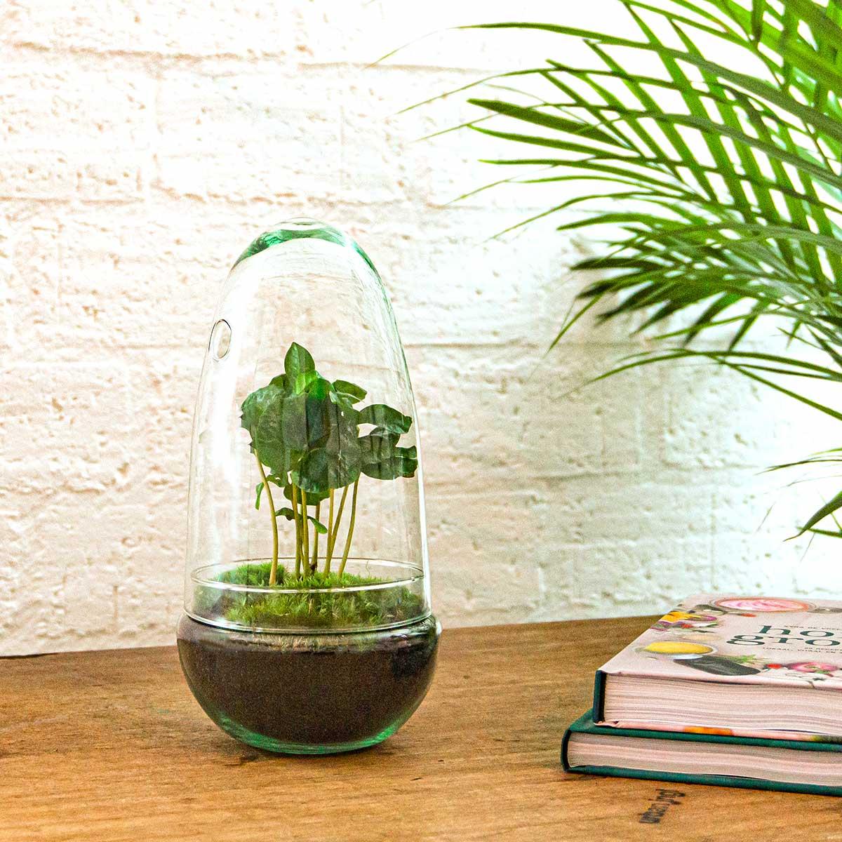 Flaschengarten – Egg Coffea Arabica – 25 cm