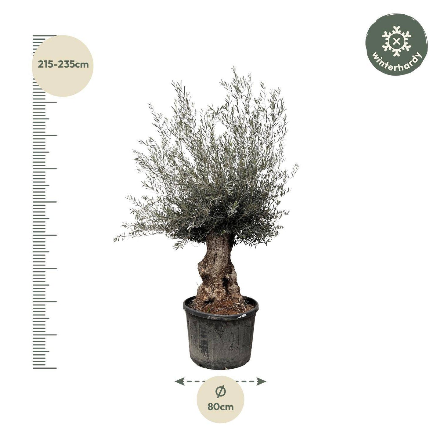 Olea europaea Bonsai – 270 cm – Ø80 - Botanic-Vibes