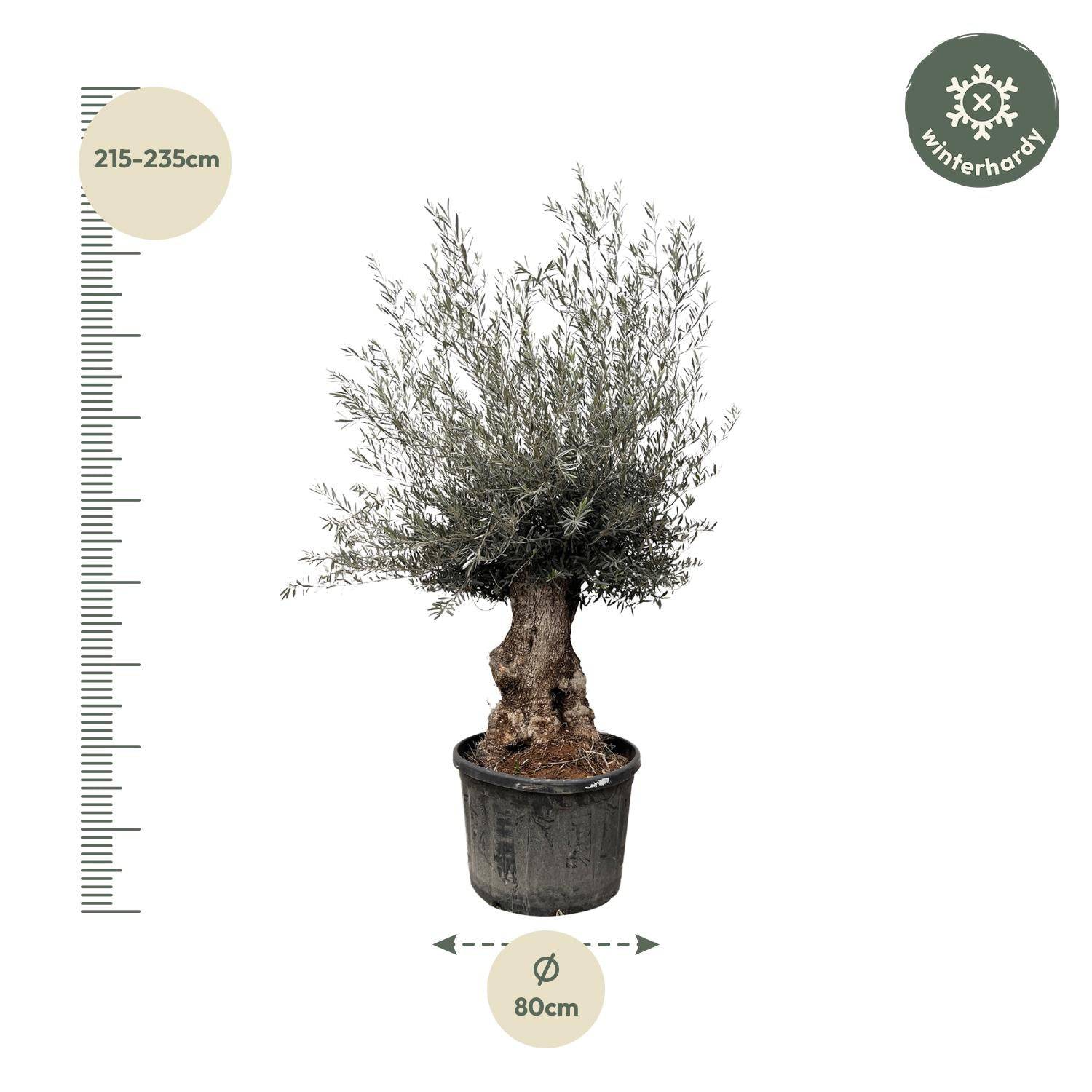 Olea europaea Bonsai – 270 cm – Ø80 - Botanic-Vibes