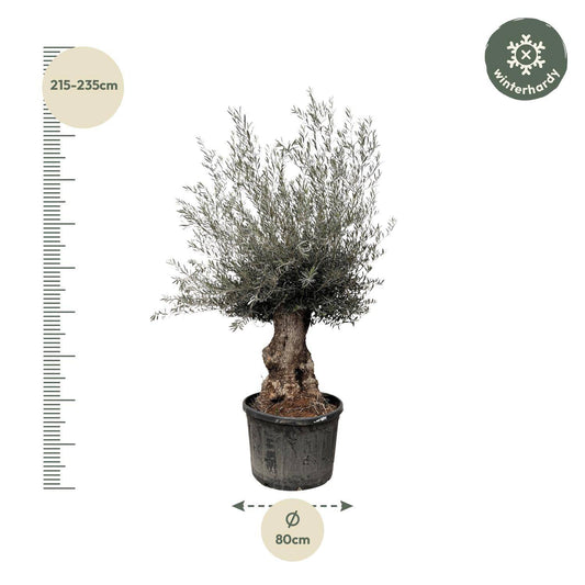 Olea europaea Bonsai – 270 cm – Ø80 - Botanic-Vibes