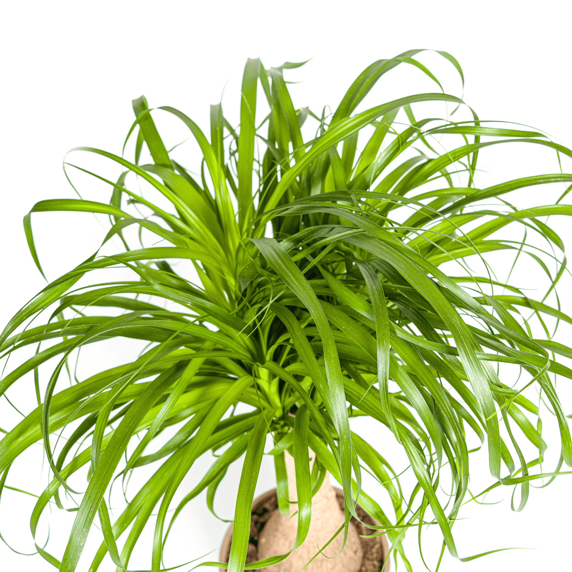Beaucarnea Recurvata Stamm Ø21cm - ↕60 - 80cm - Botanic-Vibes