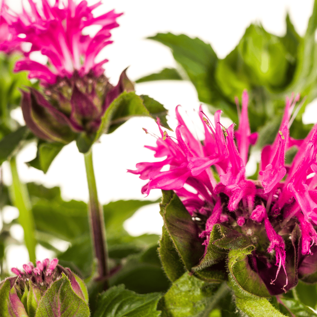 Monarda Didyma Pink Ø19cm - ↕45 - 60cm - Botanic-Vibes