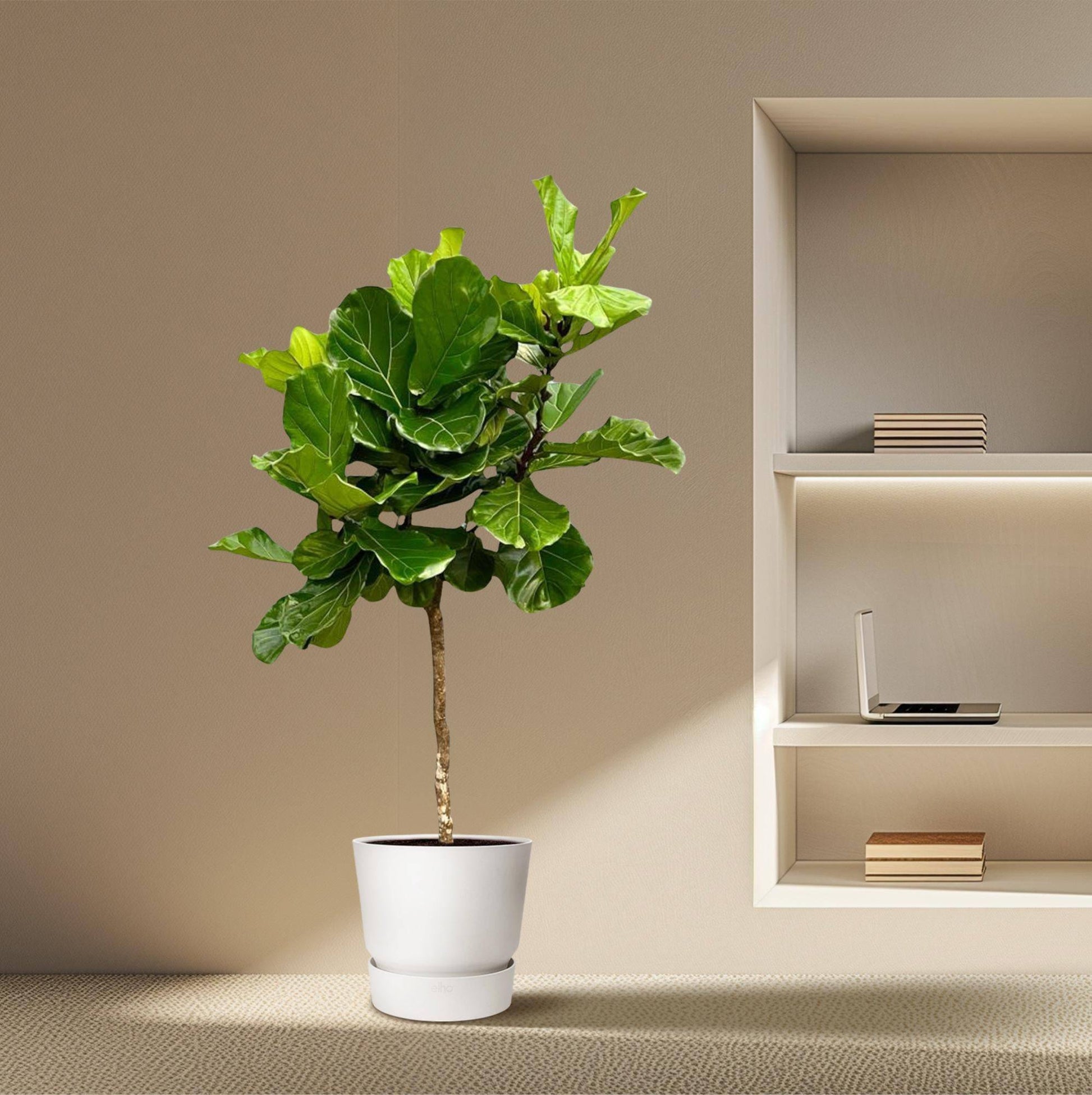 Ficus lyrata Baum XXL – 200 cm – Ø40 - Botanic-Vibes