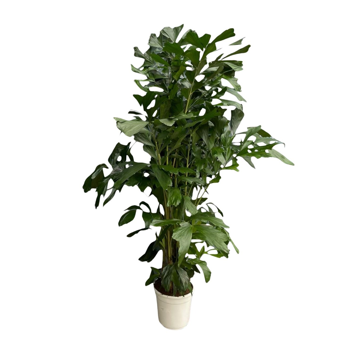Caryota mitis – 180 cm – Ø27