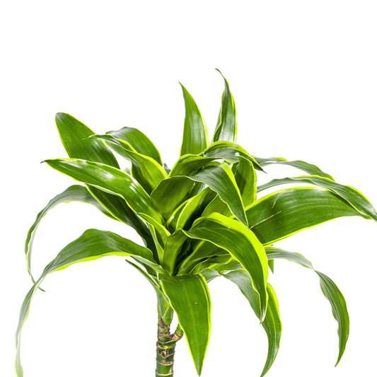 Dracaena Deremensis Dorado Ø19cm - ↕70 - 90cm - Botanic-Vibes