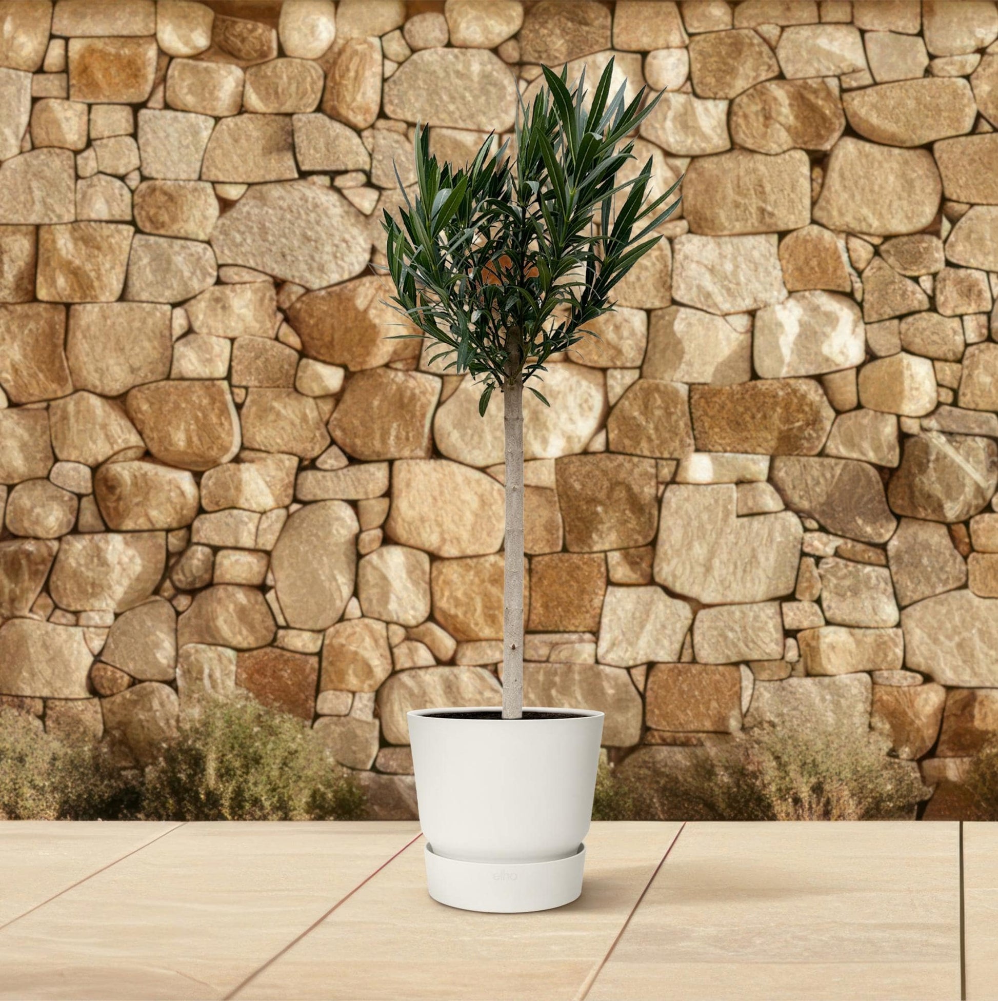 Nerium oleander auf Stamm mit roter Blüte – 170 cm – Ø30 - Botanic-Vibes