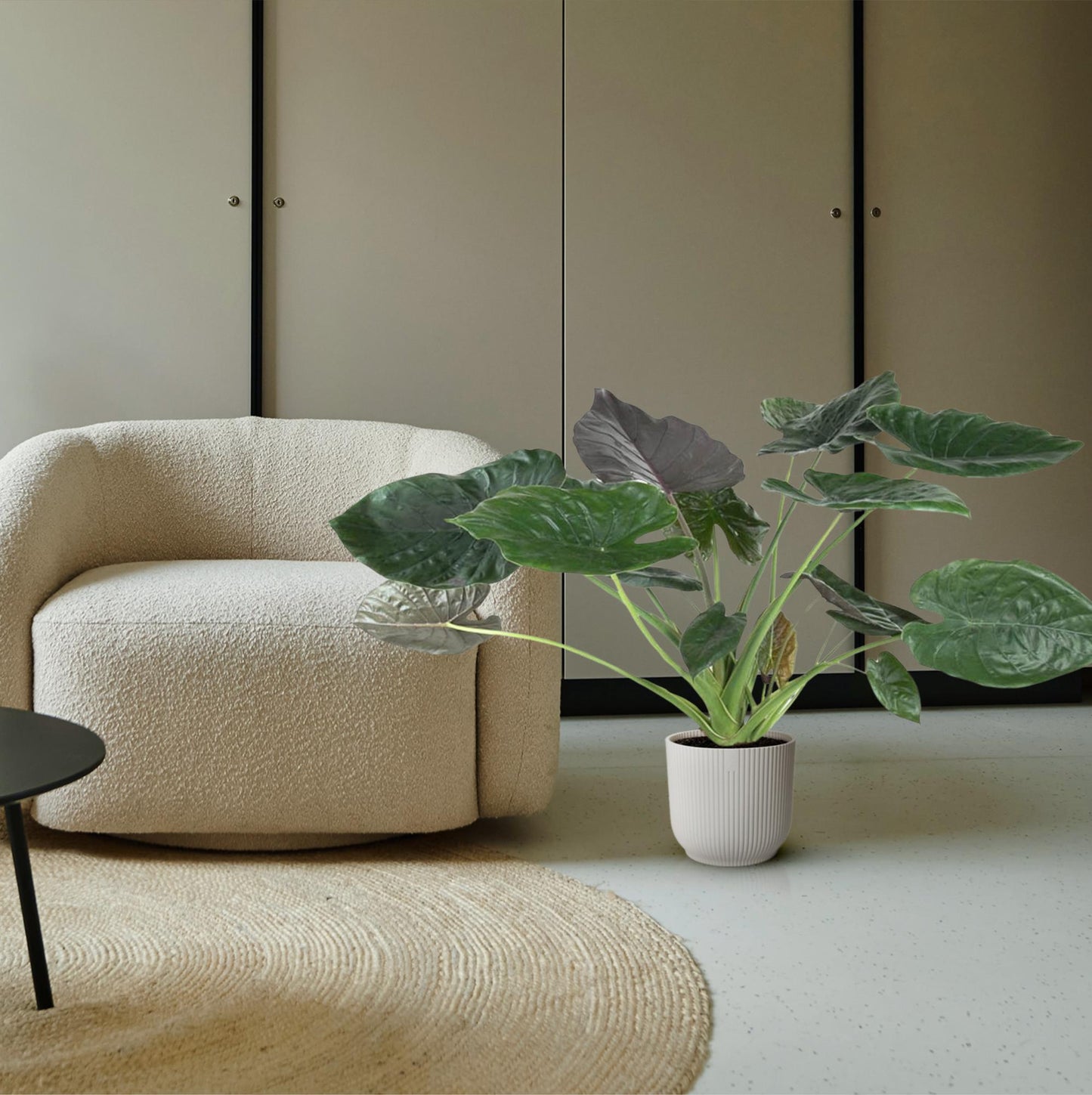 Alocasia Wentii – 120 cm – Ø32