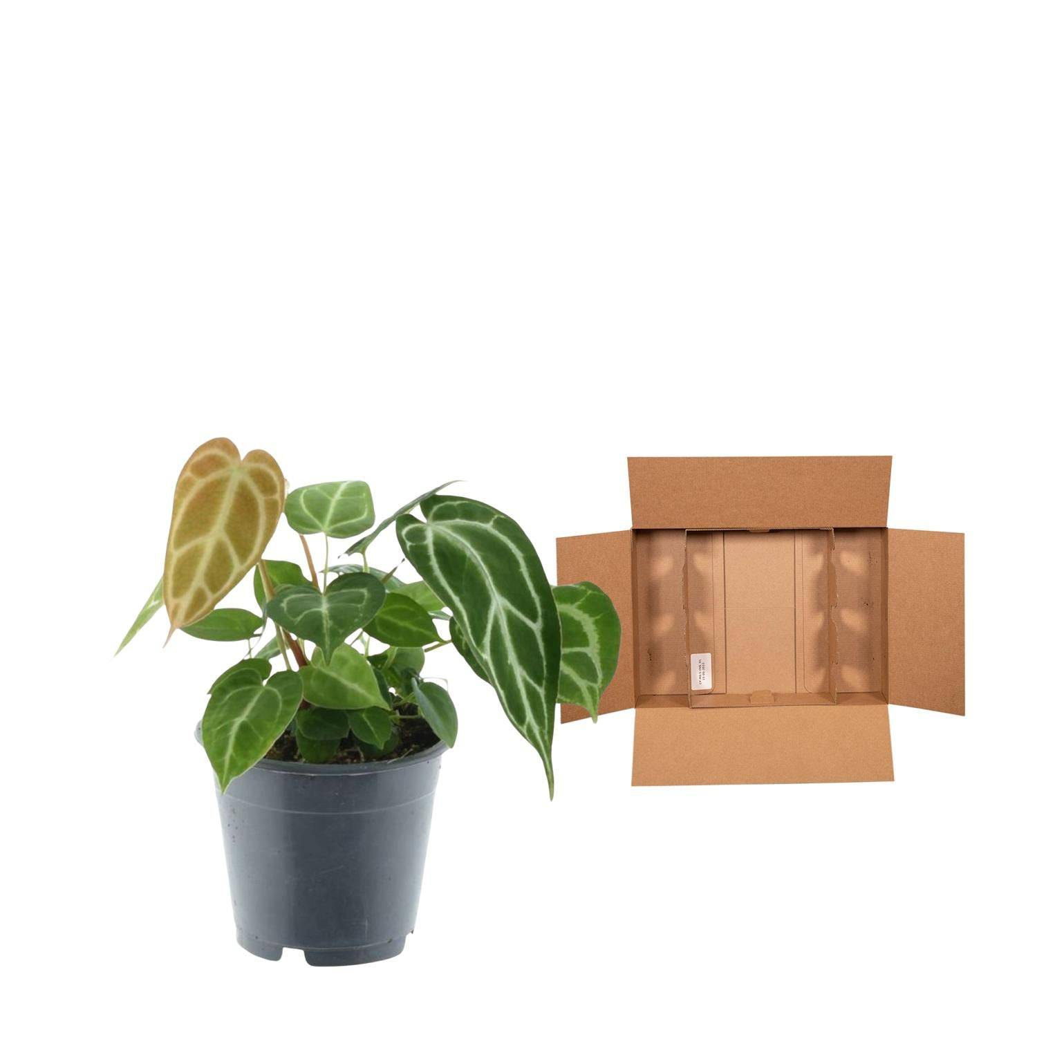 Anthurium Chrystallium – 35 cm – Ø12 - Botanic-Vibes