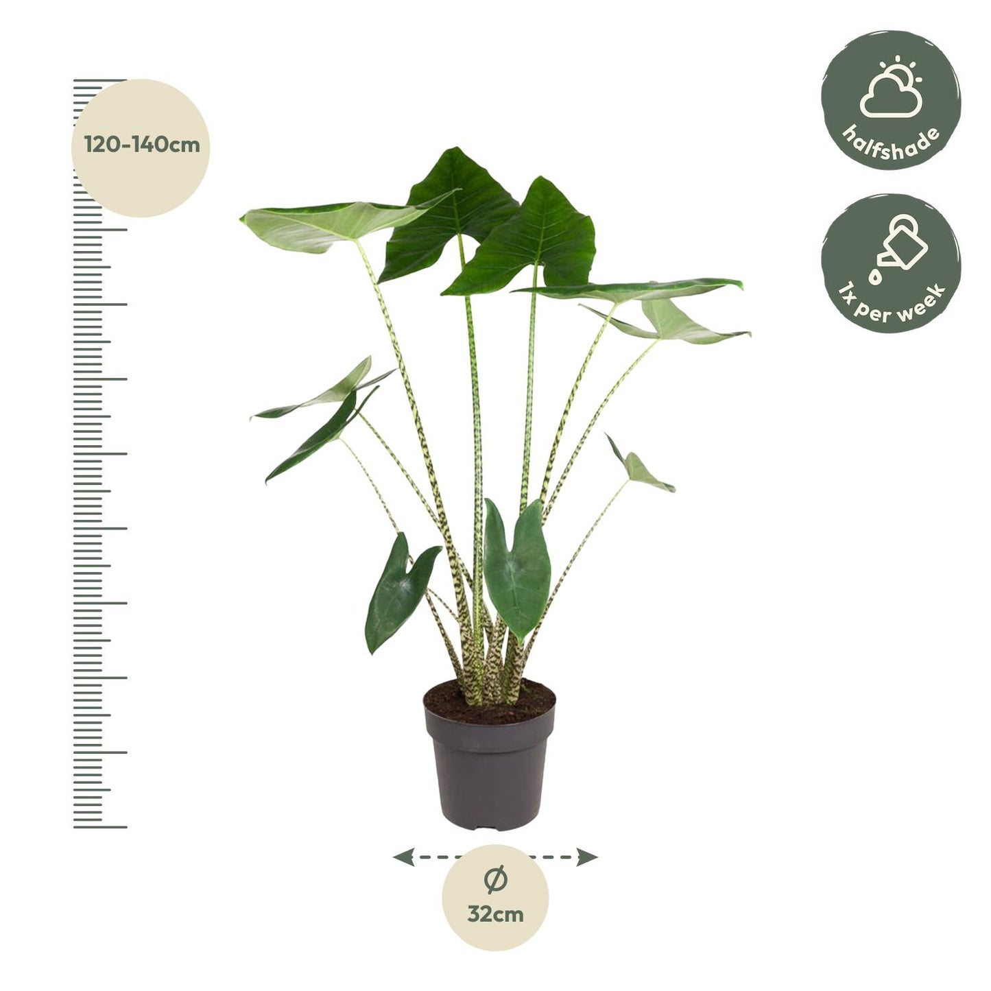 Alocasia Zebrina – 130 cm – Ø32