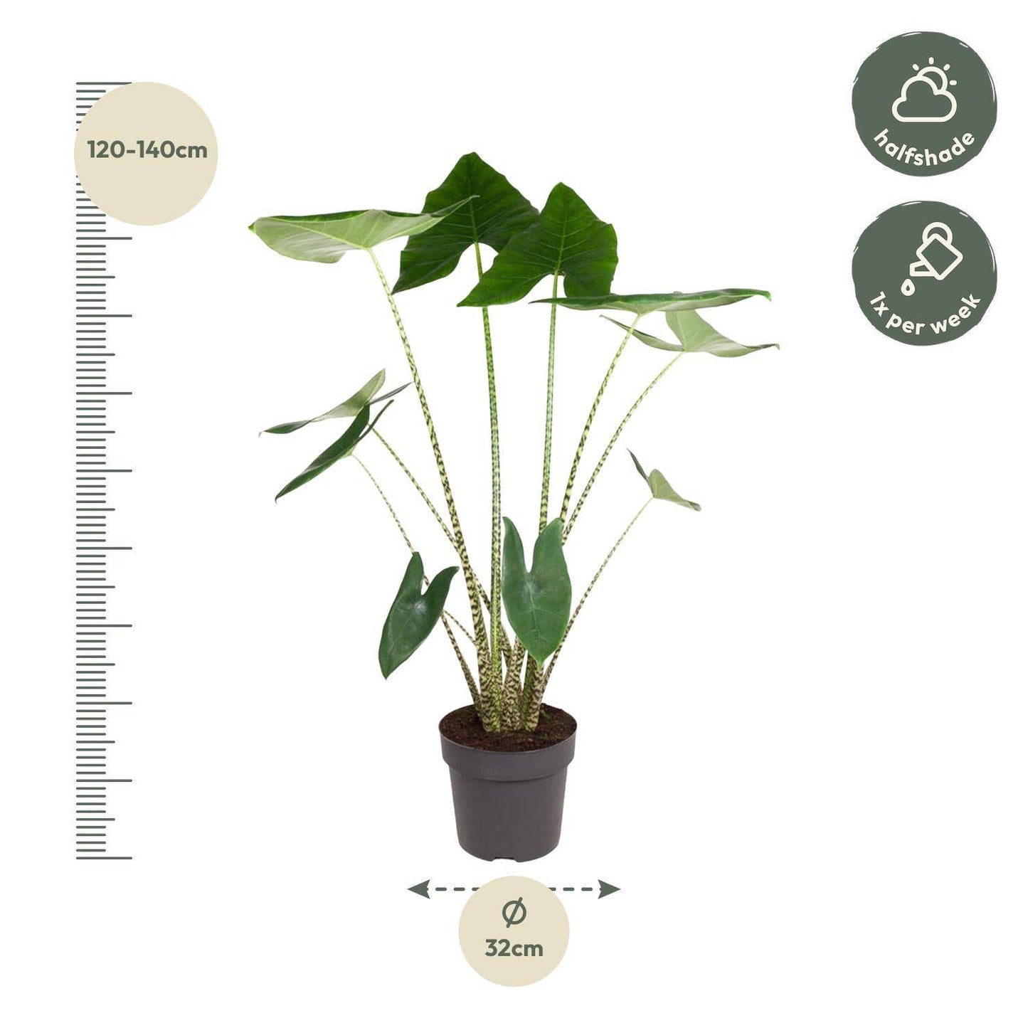 Alocasia Zebrina – 130 cm – Ø32 - Botanic-Vibes