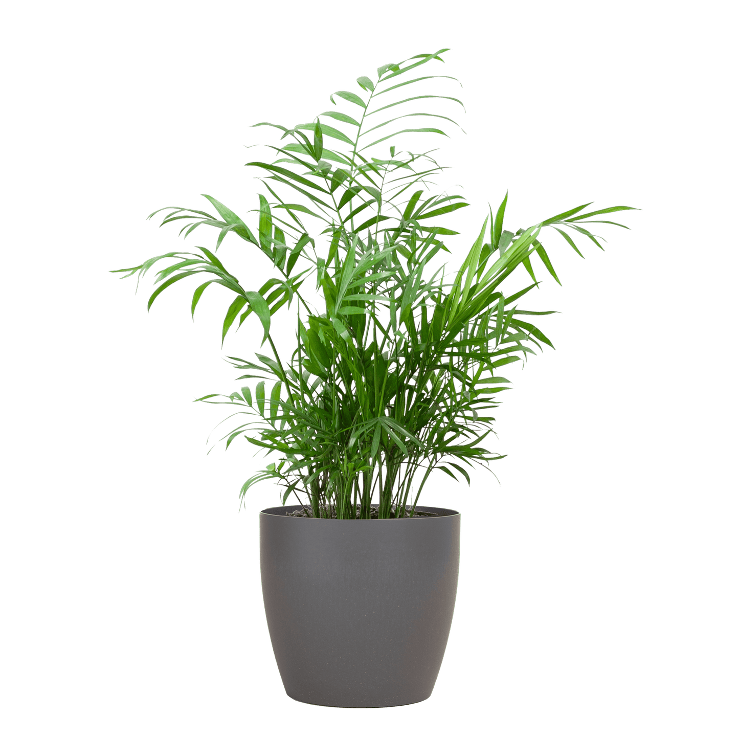 Chamadorea Elegans mit Viber Grau - 55cm - Ø17 - Botanic-Vibes