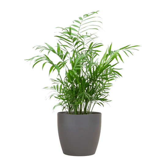 Chamadorea Elegans mit Viber Grau - 55cm - Ø17 - Botanic-Vibes