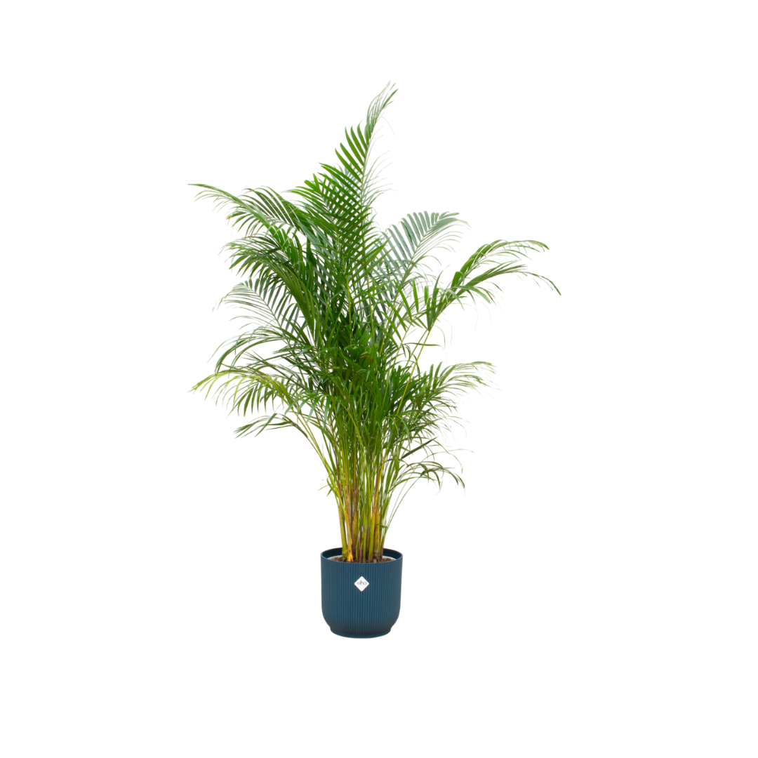 Combi deal - Areca-Palme inklusive elho Vibes Fold Round Blau Ø30 – 160 cm
