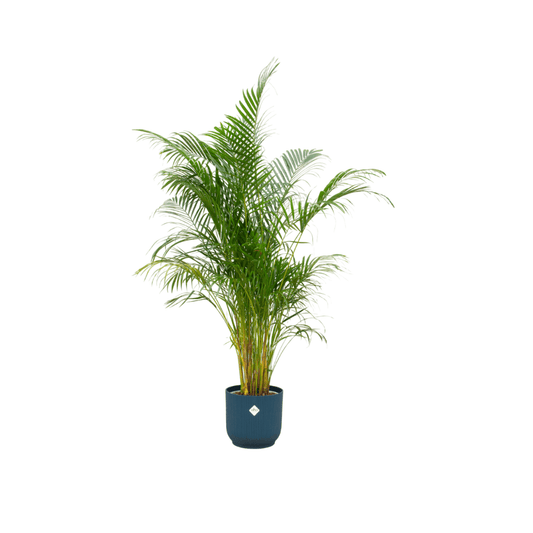Combi deal - Areca-Palme inklusive elho Vibes Fold Round Blau Ø30 – 160 cm - Botanic-Vibes