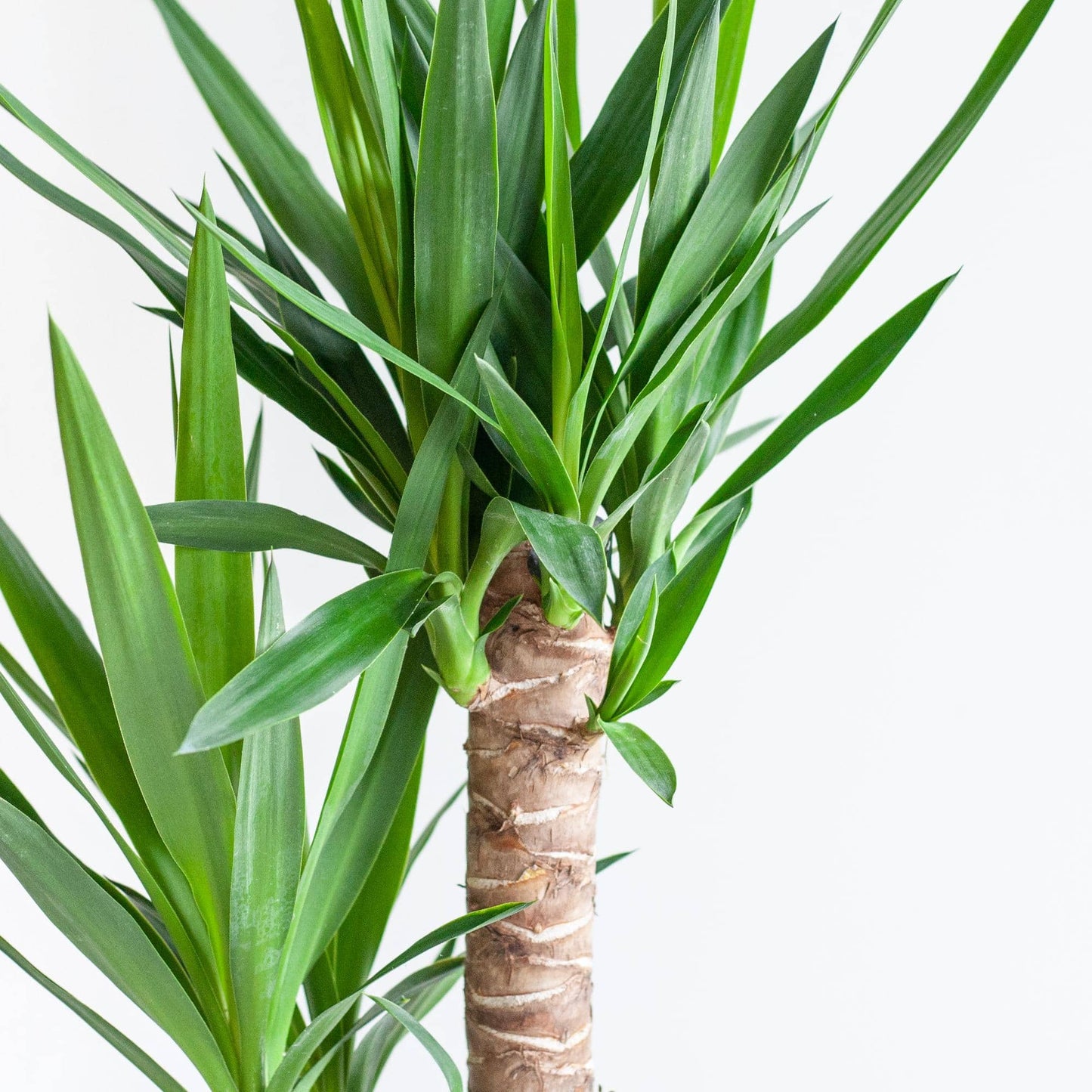 Dracaena  Janet Lindt mit Pflanzkorb Lissabon weiß  - 95cm - Ø21 - Botanic-Vibes