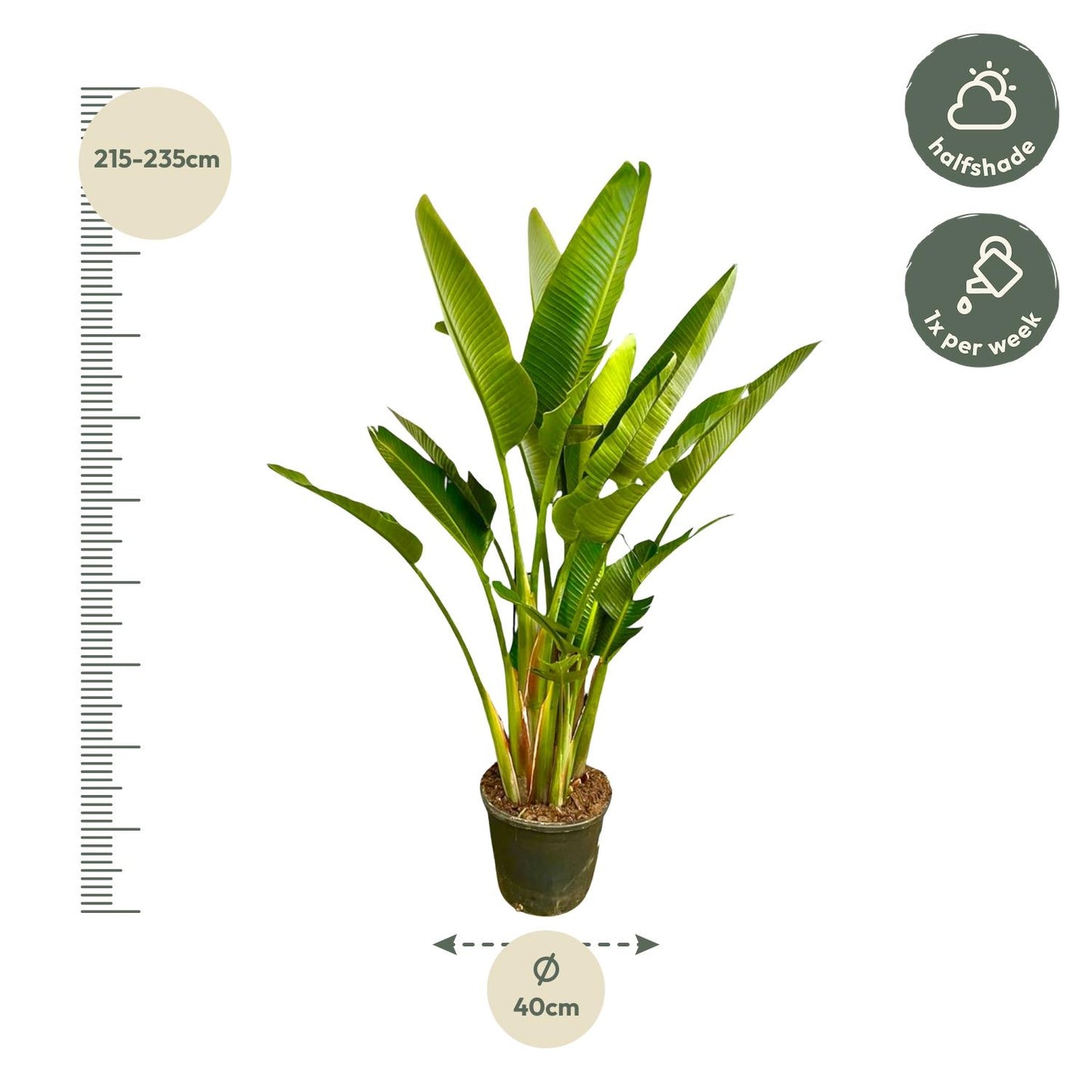 Strelitzia augusta multi-stamm XXL – 225 cm – Ø40