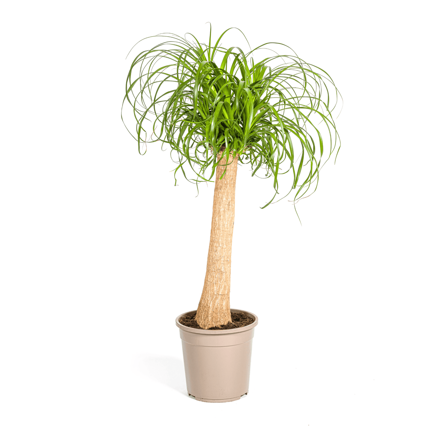 Beaucarnea Recurvata Stam Ø24cm - ↕80 - 100cm - Botanic-Vibes