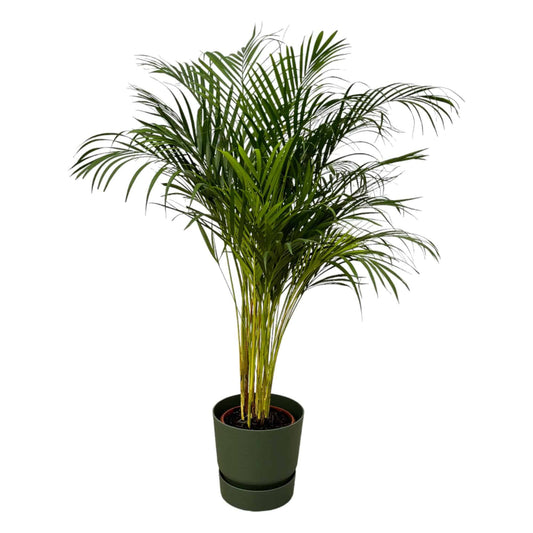 Areca-Palme – 130 cm – Ø24 inklusive elho Greenville Round Grün D30×H28 - Botanic-Vibes