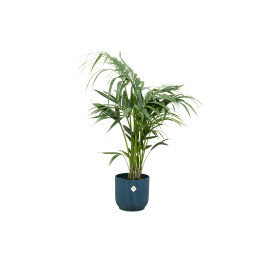 Combi deal - Kentia palm inklusive elho Vibes Fold Round Blau Ø25 – 130 cm - Botanic-Vibes