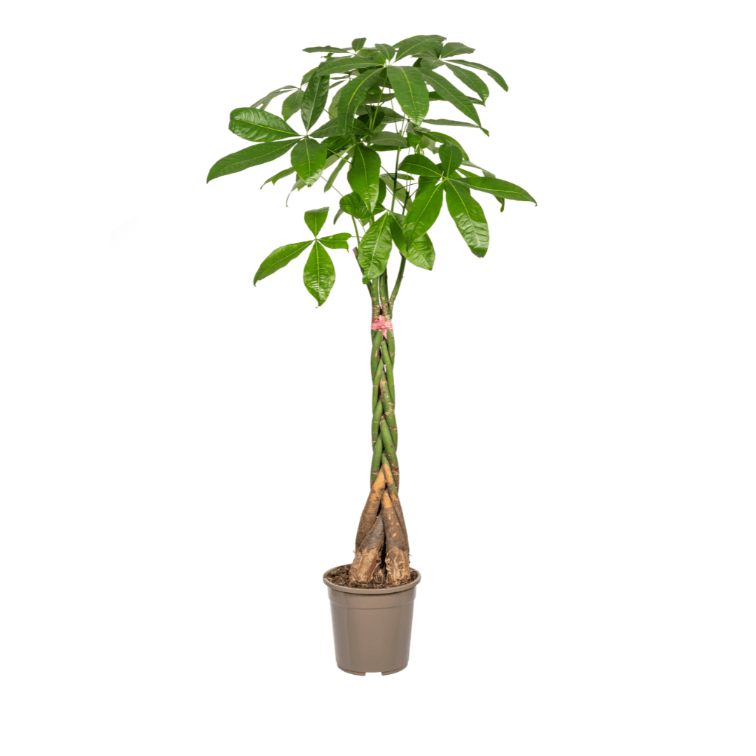 Pachira Aquatica Ø24cm - ↕120 - 140cm - Botanic-Vibes
