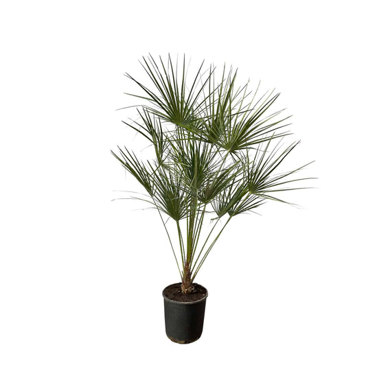 Chamaerops humilis auf Stamm – 160 cm – Ø24 - Botanic-Vibes