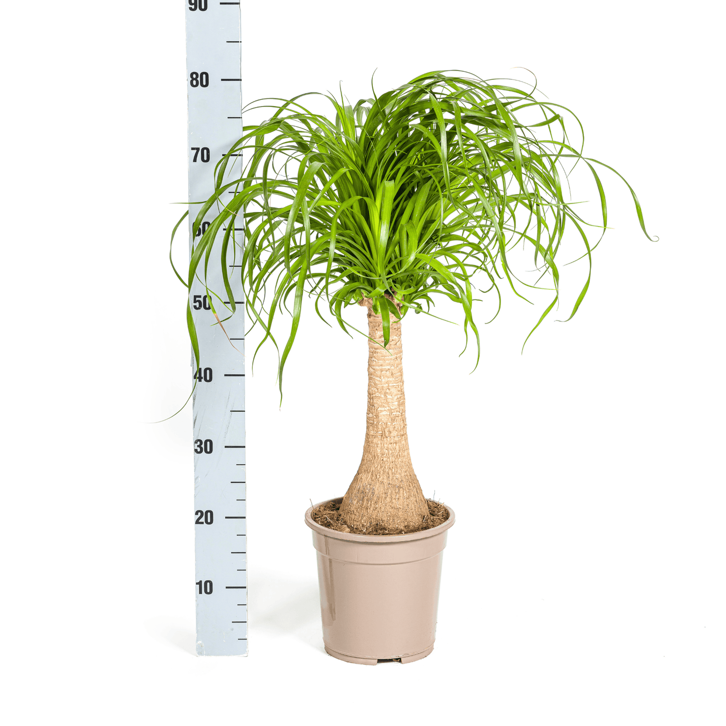 Beaucarnea Recurvata Stamm Ø21cm - ↕60 - 80cm - Botanic-Vibes