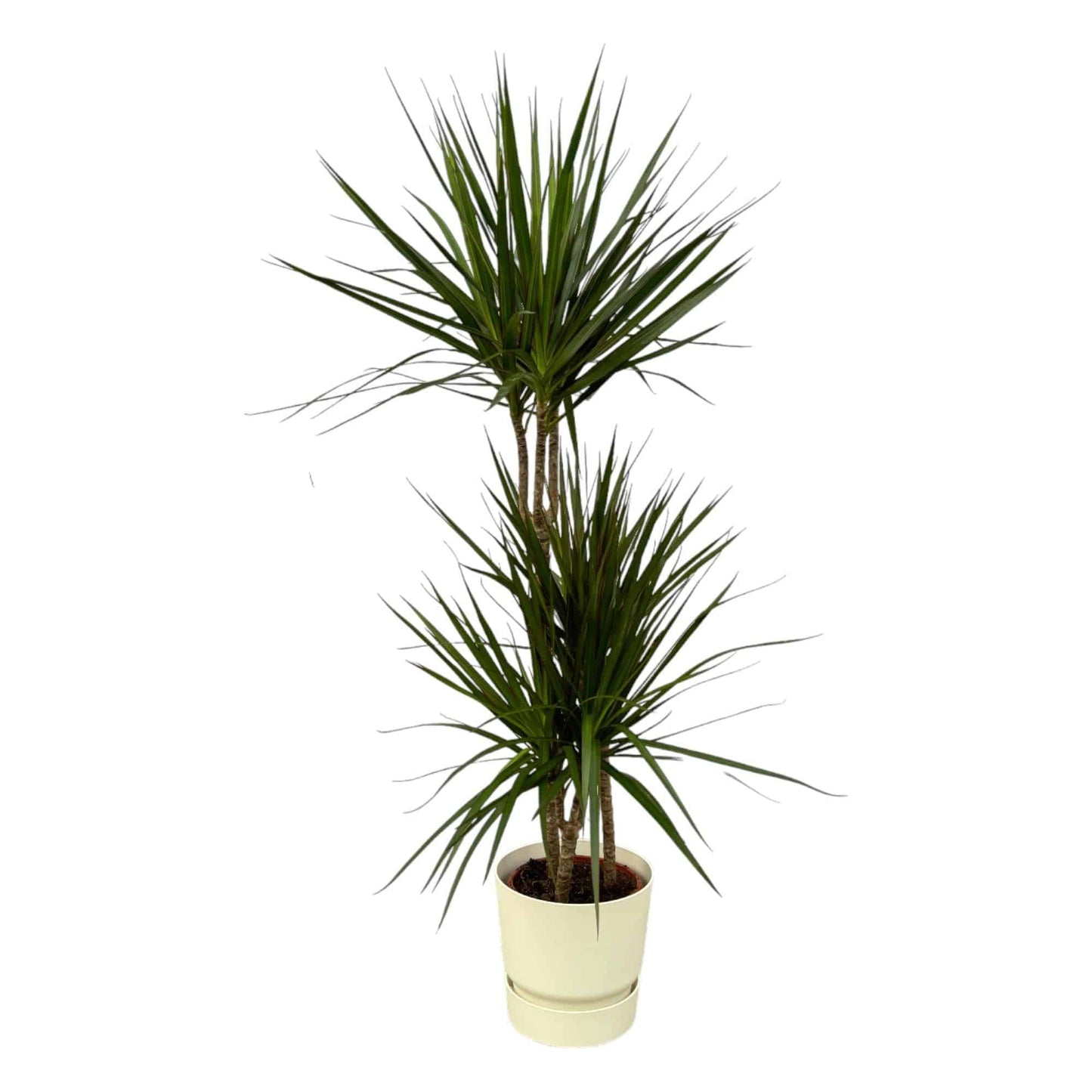 Dracaena Marginata – 120 cm – Ø21 inkl. elho Greenville Round Weiß D24×H23 - Botanic-Vibes